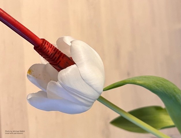 flowernet